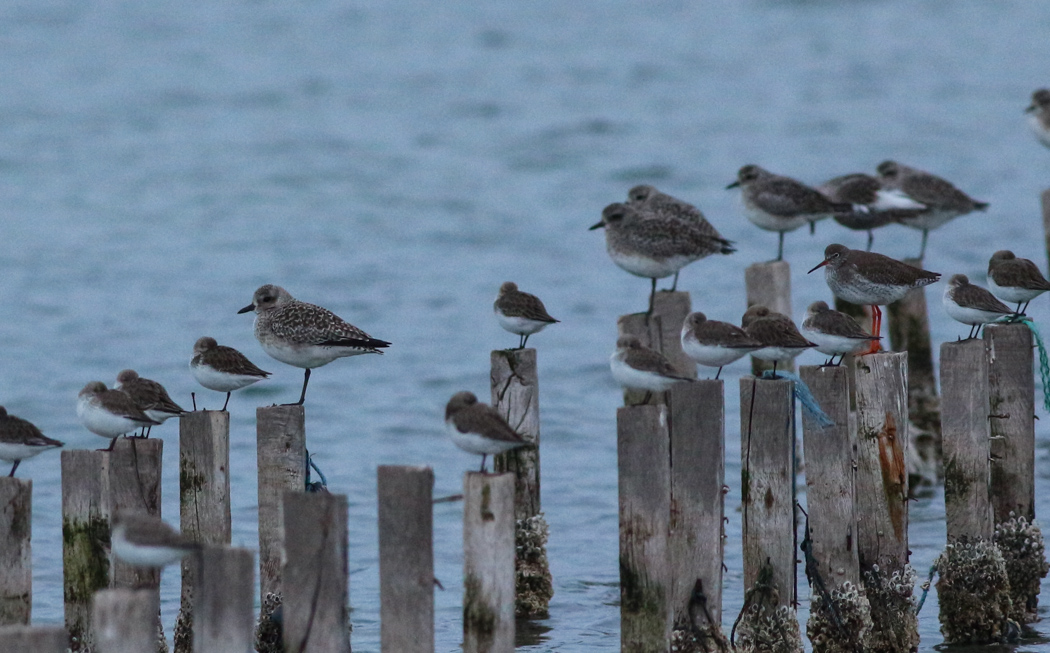 Grey Plover