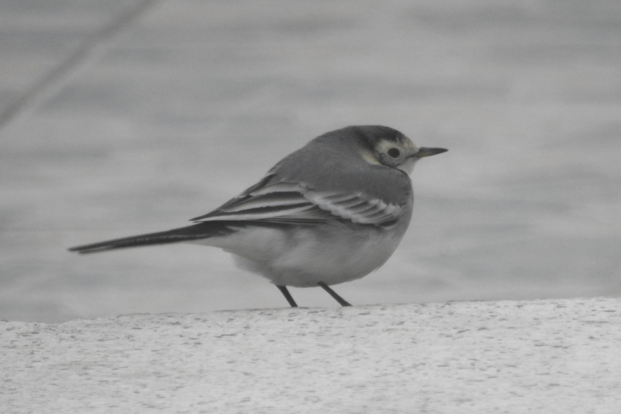 White Wagtail