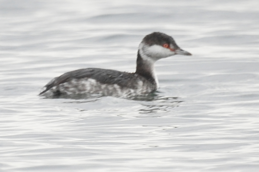 Horned Grebe