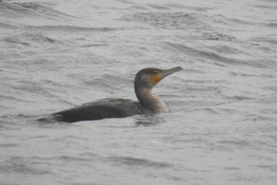 Great Cormorant