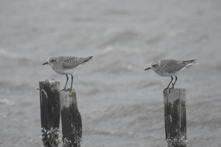 Grey Plover