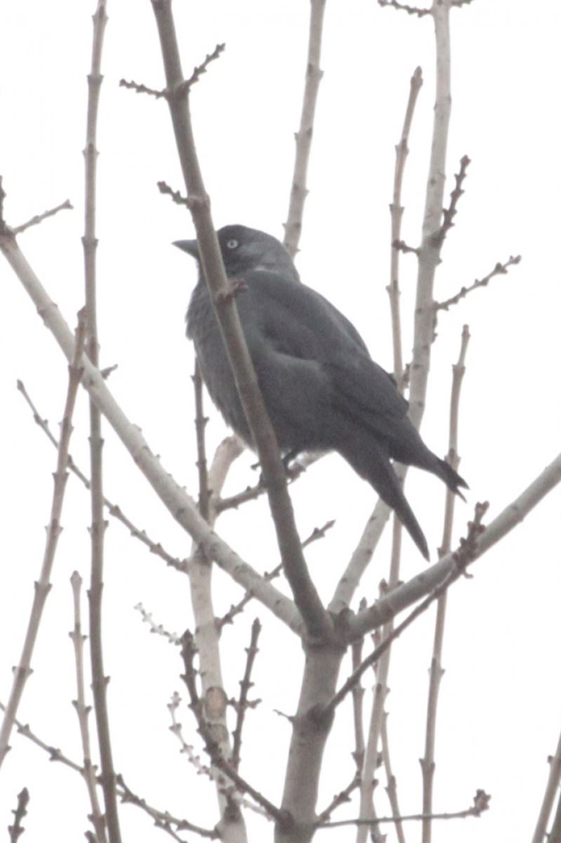 Western Jackdaw