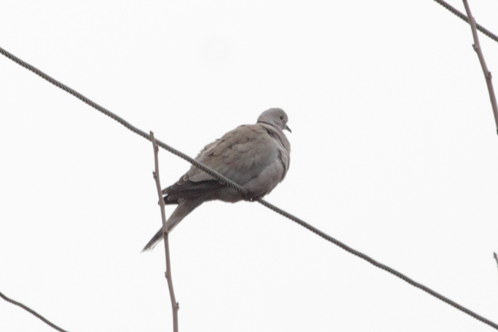 Eurasian Collared Dove