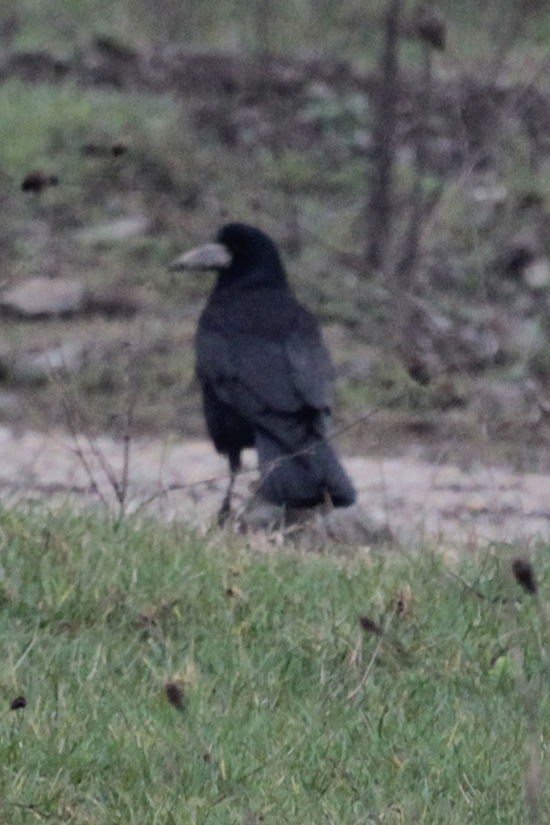 Rook