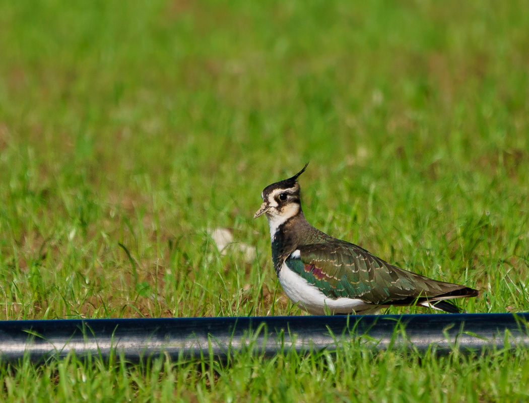 Northern Lapwing