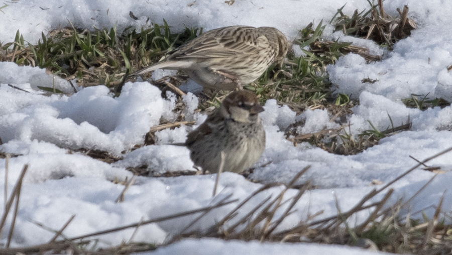 Spanish Sparrow