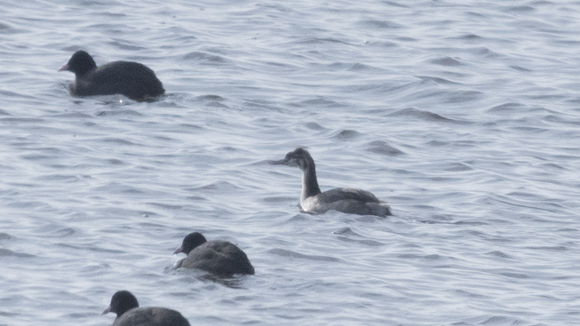 Great Crested Grebe