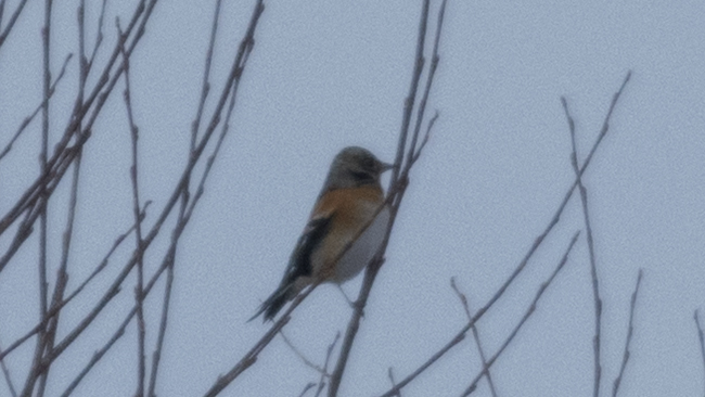 Brambling