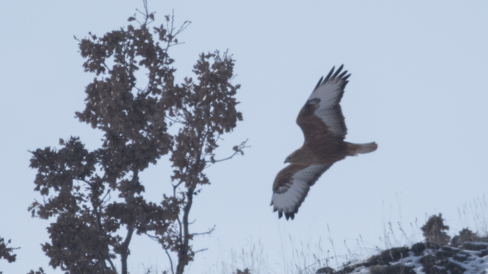Long-legged Buzzard