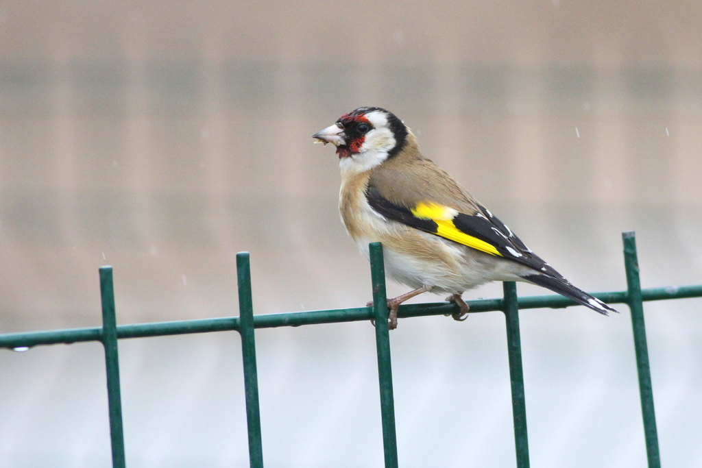 European Goldfinch