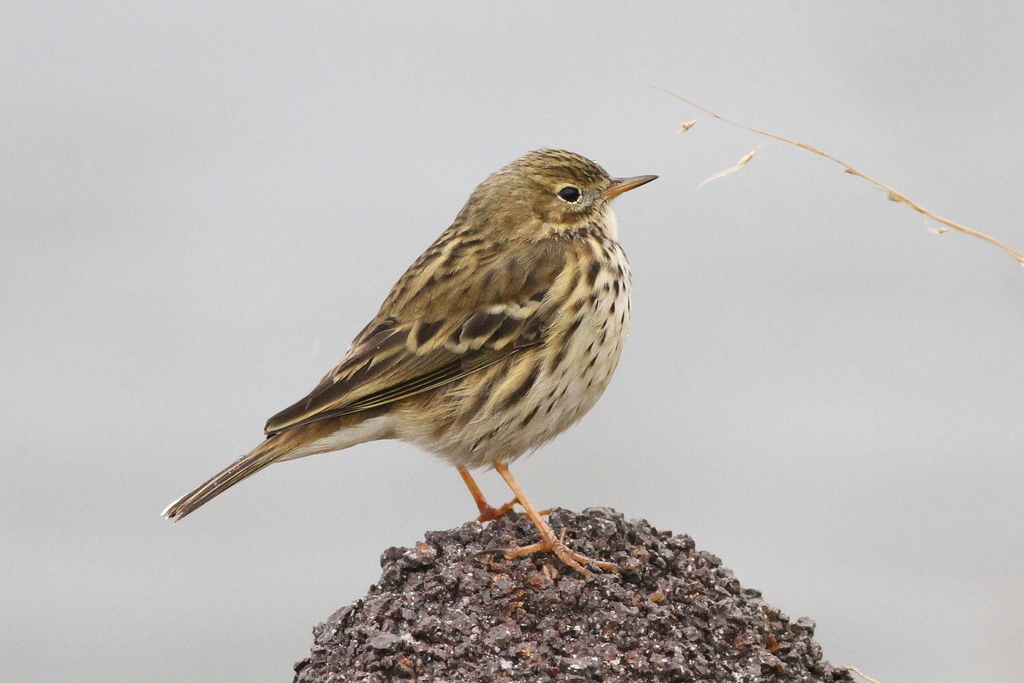 Meadow Pipit