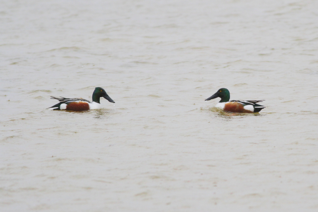 Northern Shoveler