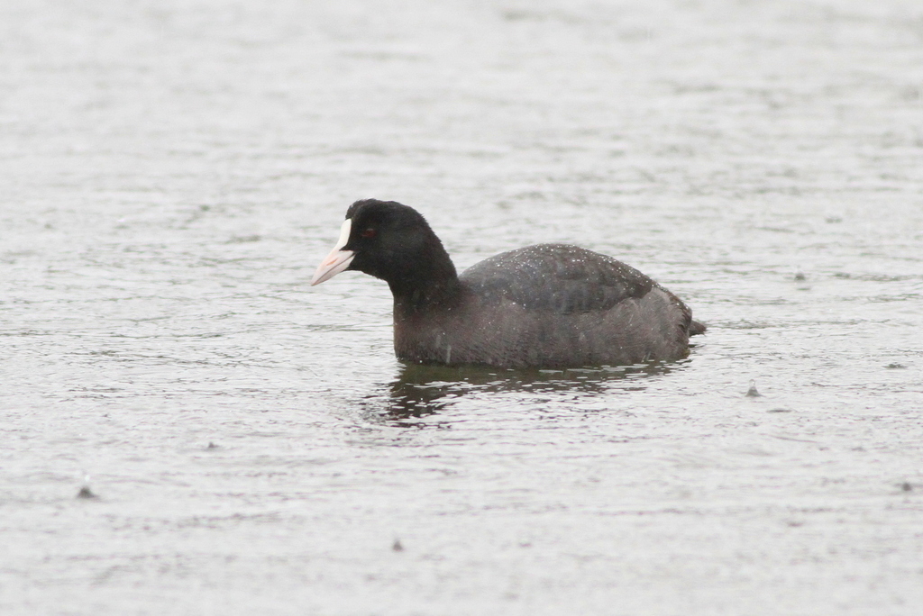 Eurasian Coot