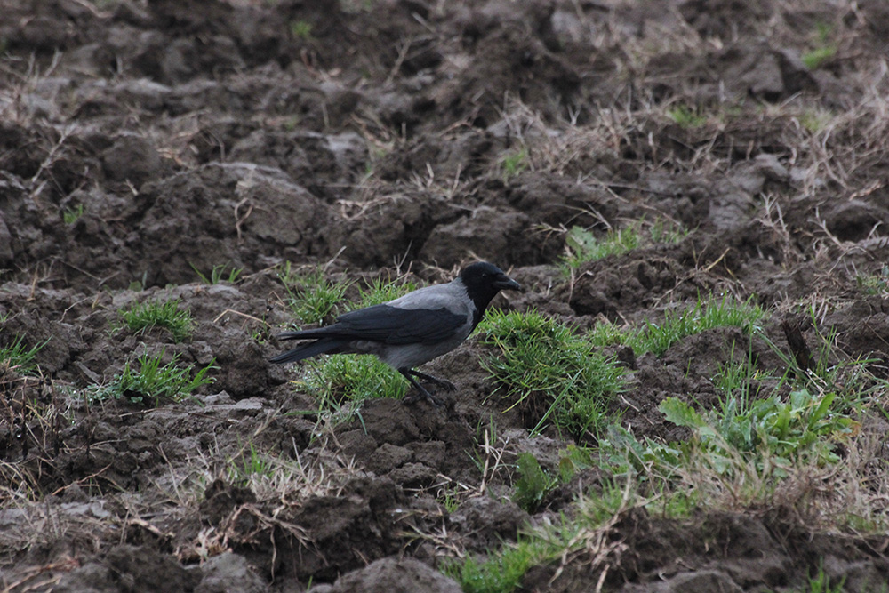 Hooded Crow
