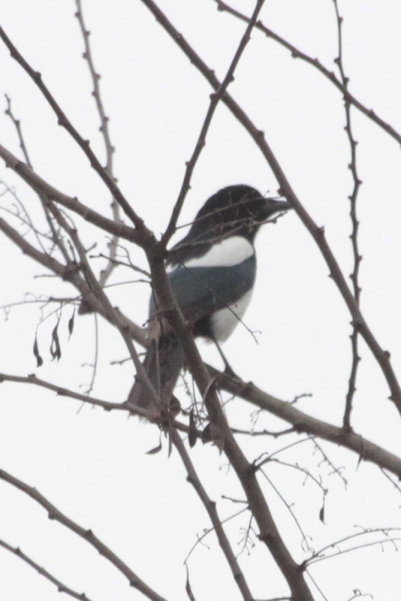 Eurasian Magpie