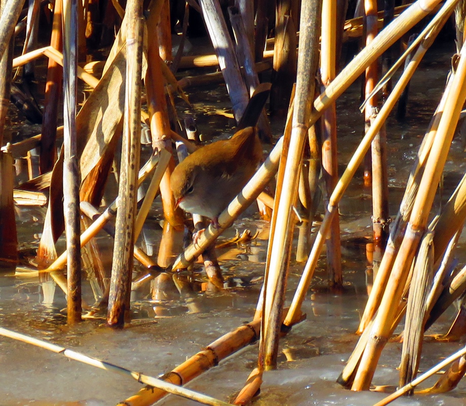 Cetti`s Warbler