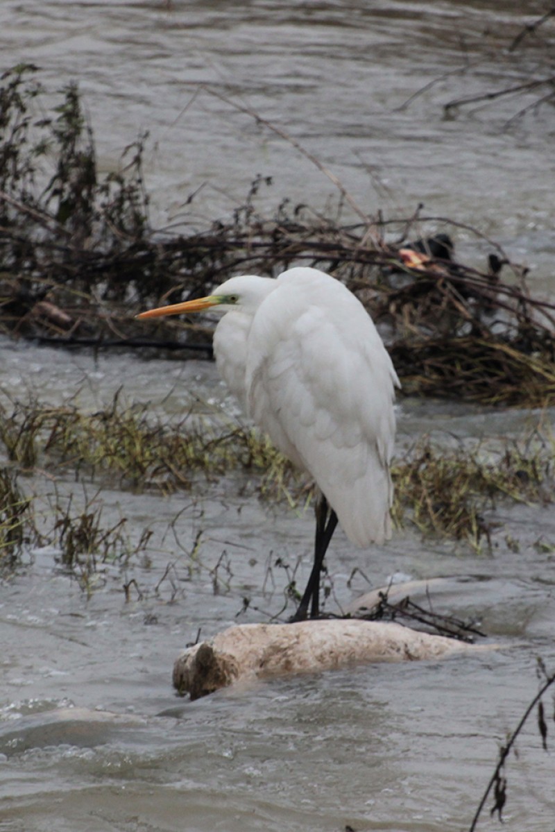Great Egret