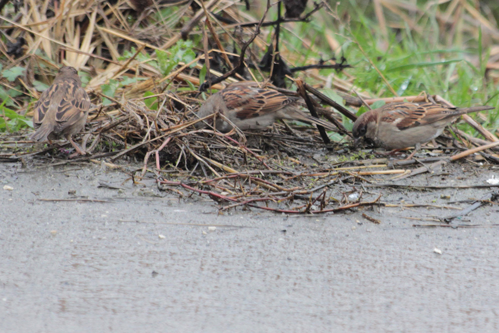 House Sparrow