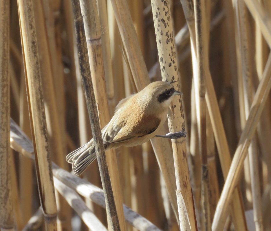 Eurasian Penduline Tit