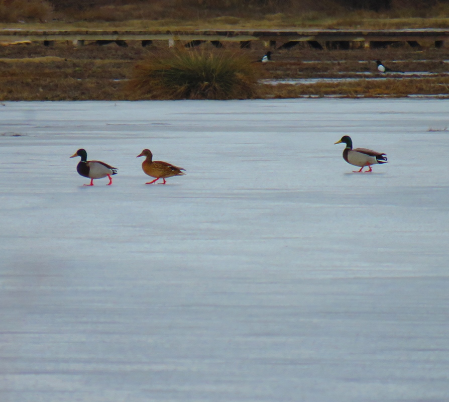 Mallard