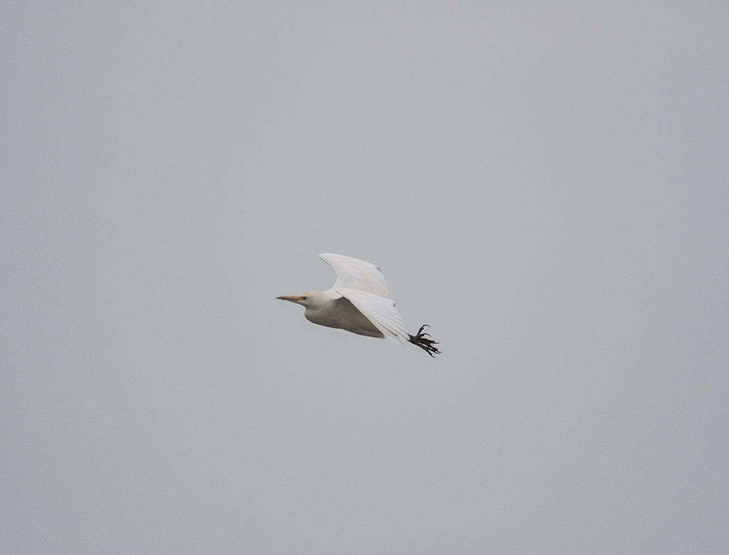 Western Cattle Egret