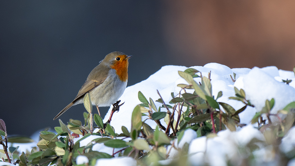 European Robin