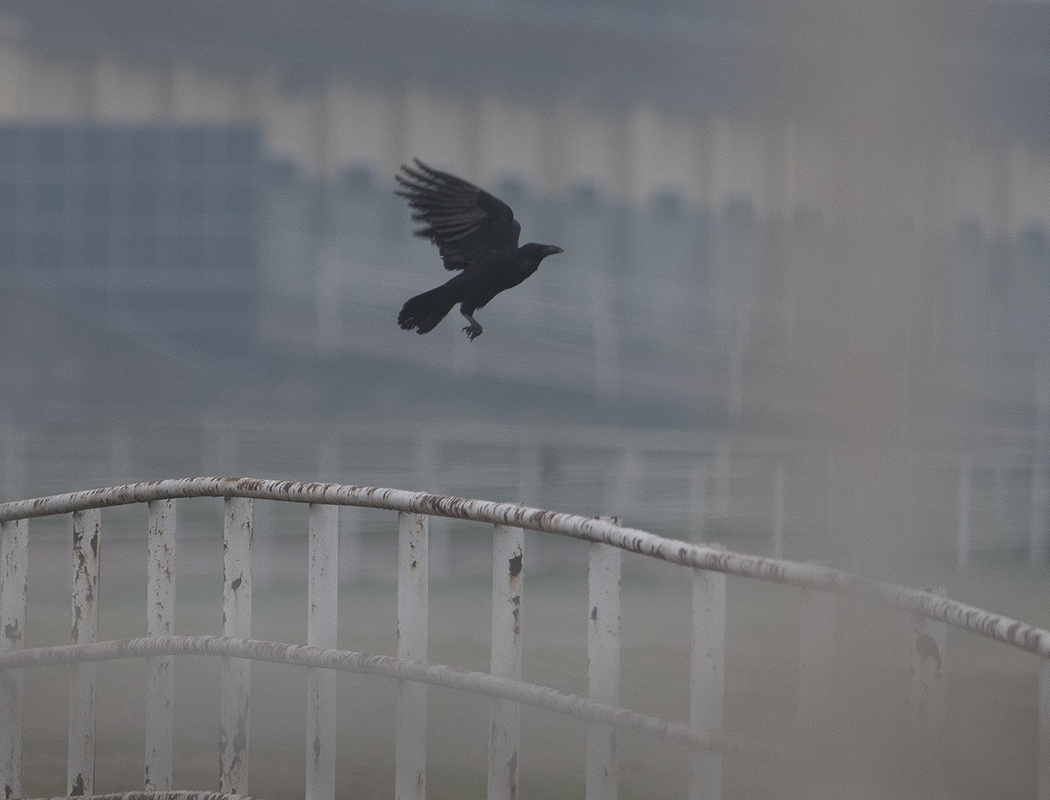 Northern Raven