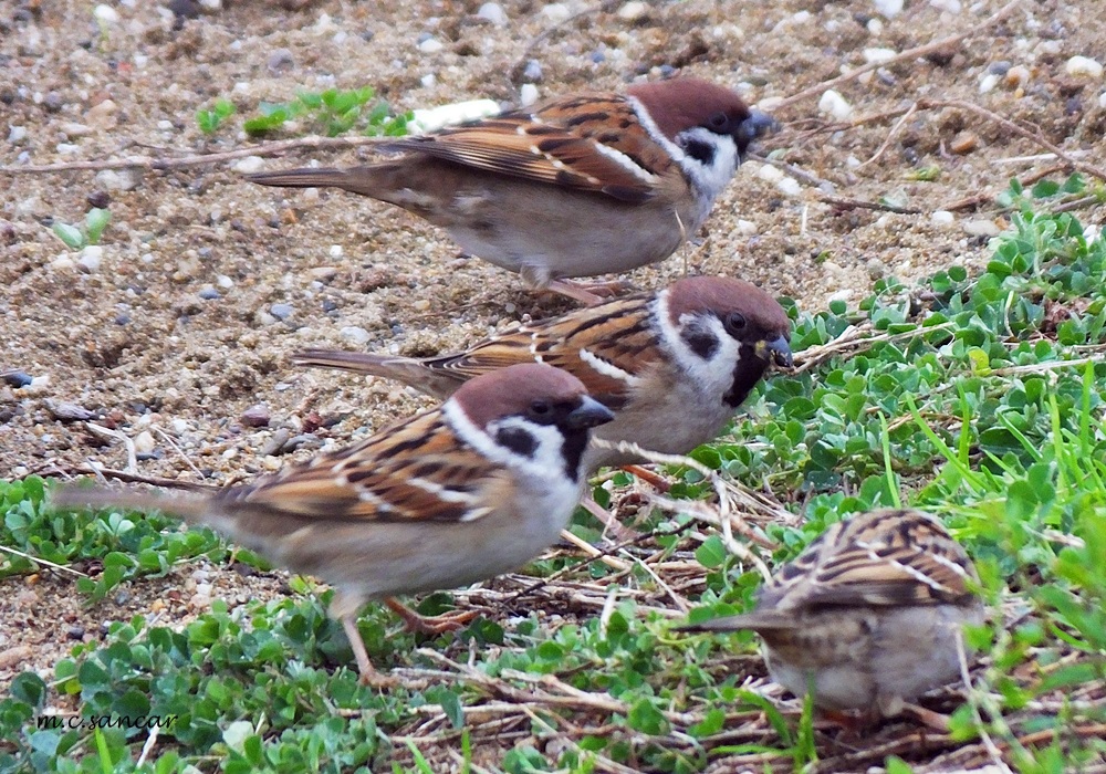 Eurasian Tree Sparrow