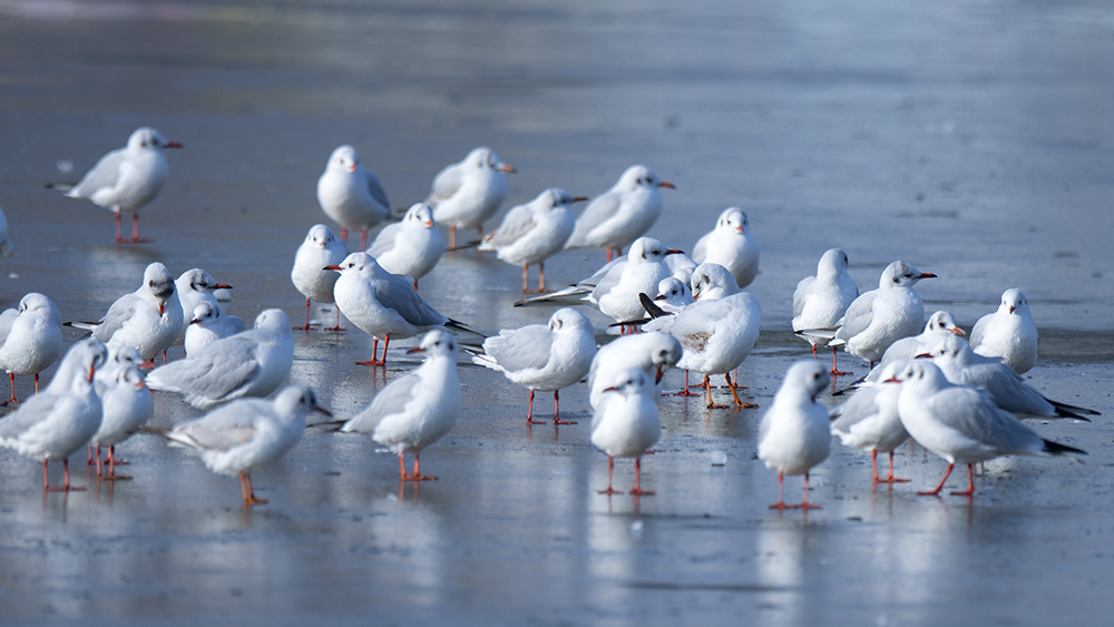 Black-headed Gull