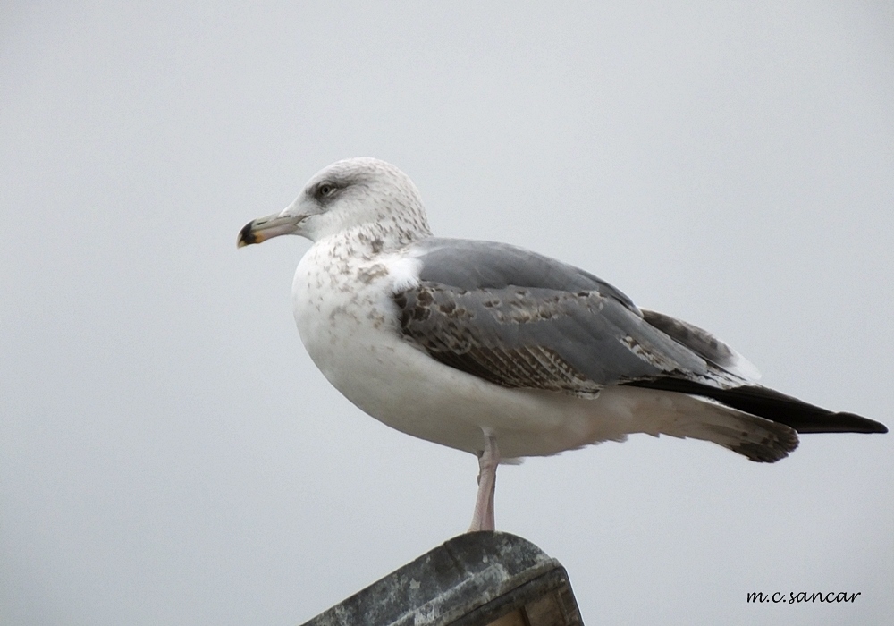 Yellow-legged Gull
