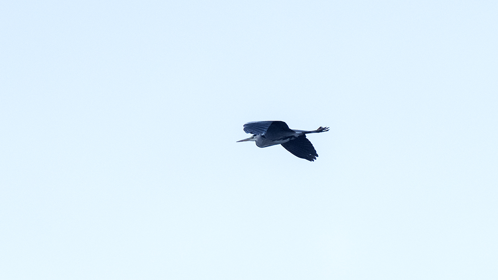 Grey Heron
