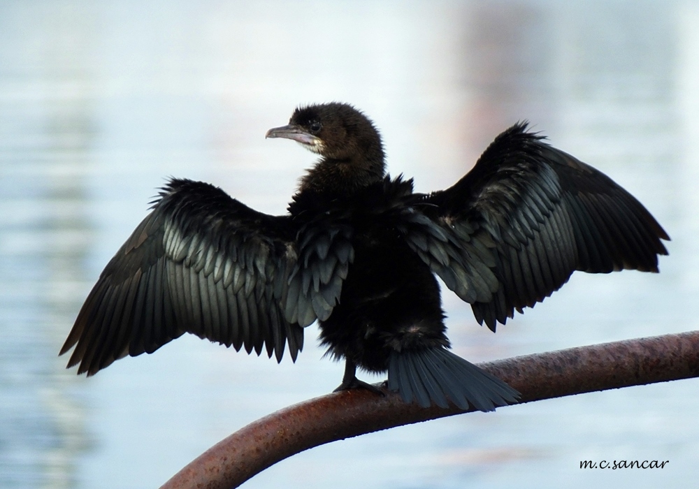 Pygmy Cormorant