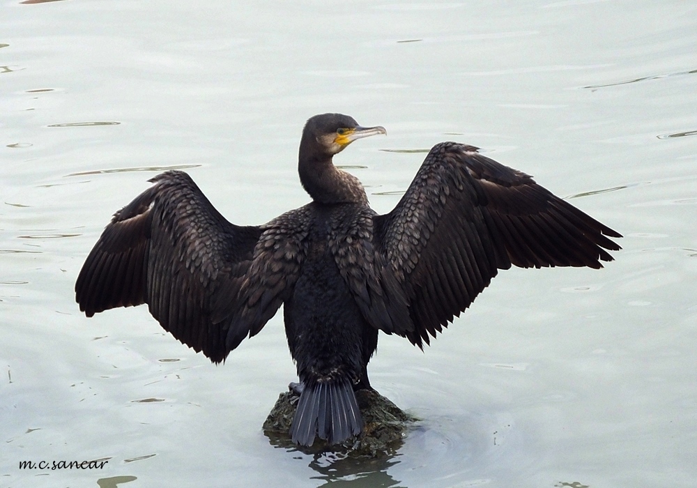 Great Cormorant