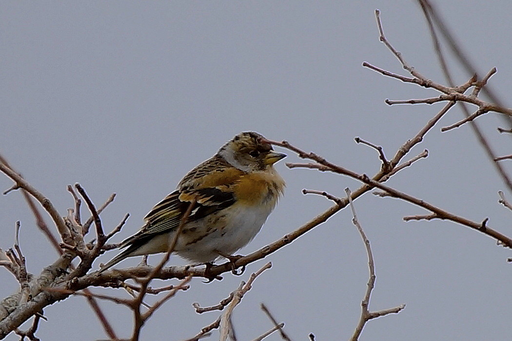 Brambling
