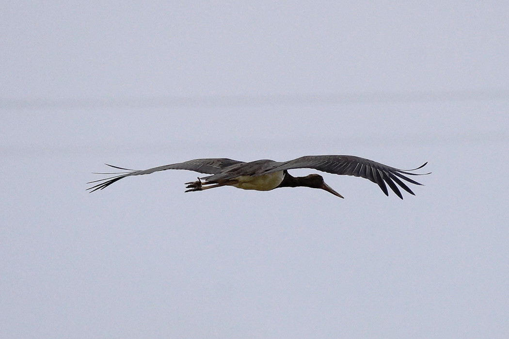 Black Stork