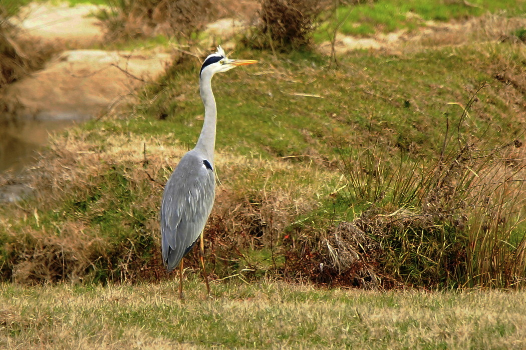 Grey Heron