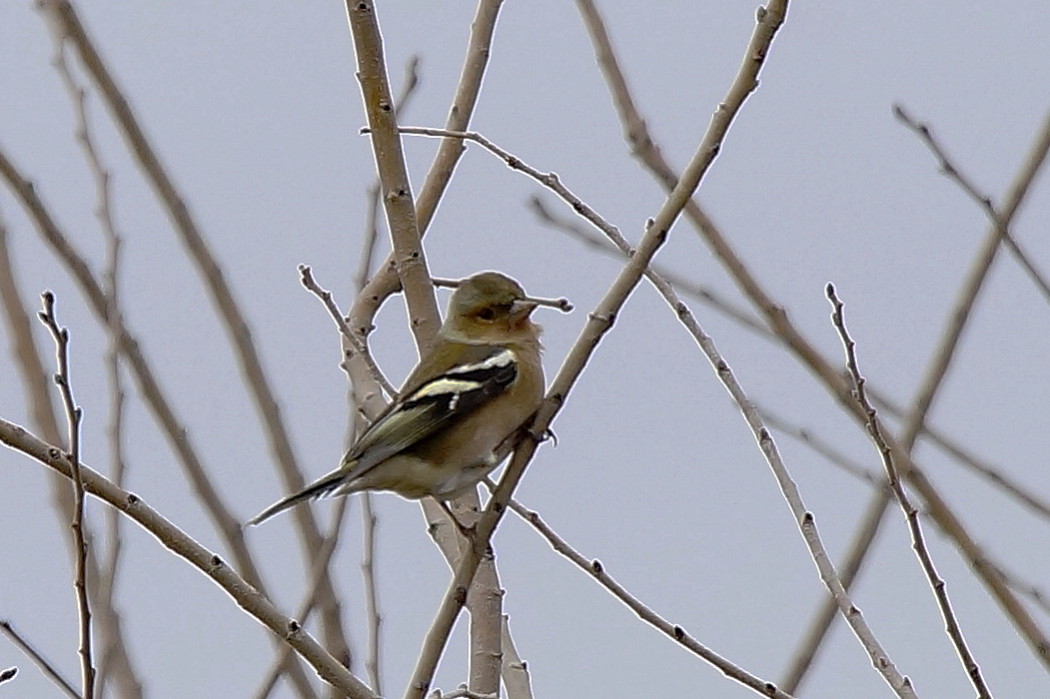 Eurasian Chaffinch
