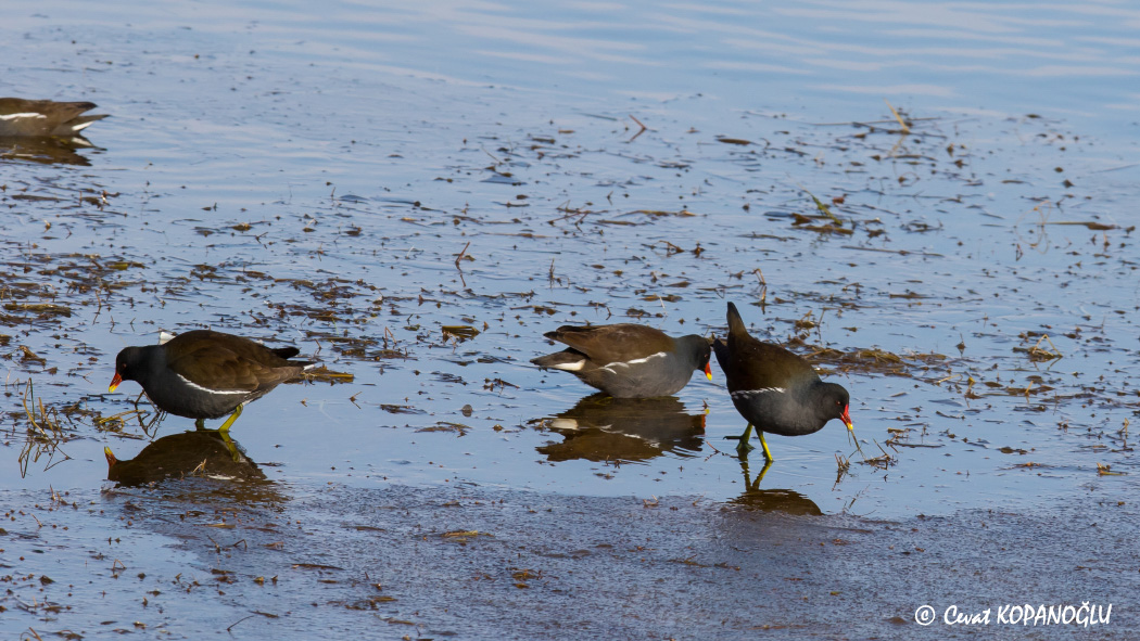 Common Moorhen