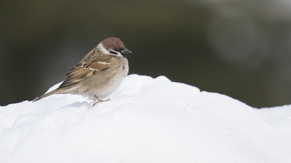 Eurasian Tree Sparrow