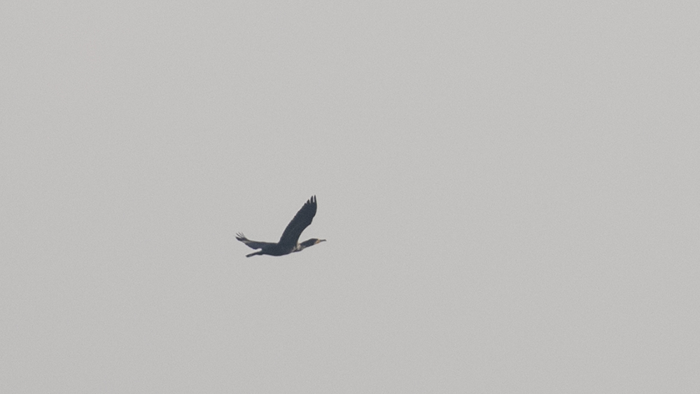 Great Cormorant