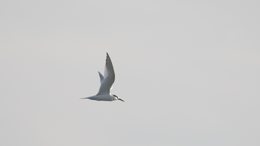 Sandwich Tern