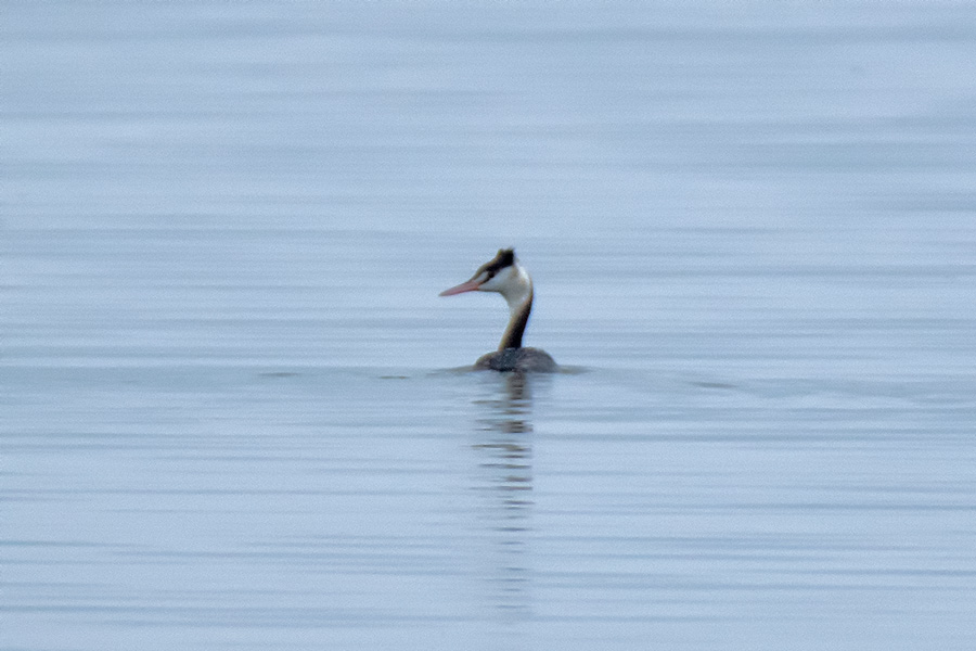 Great Crested Grebe