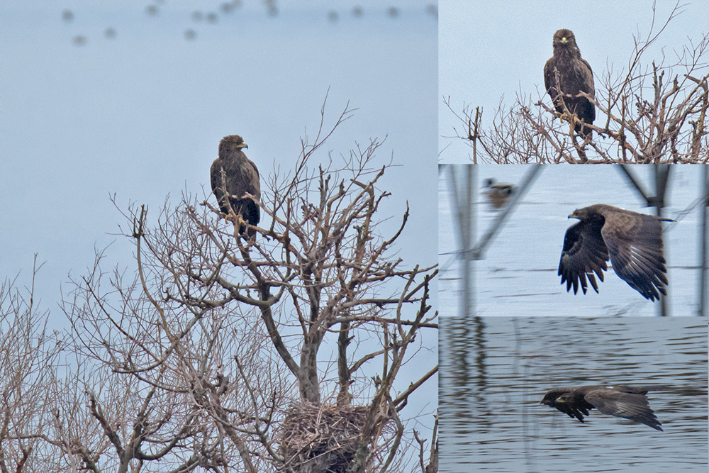 Greater Spotted Eagle