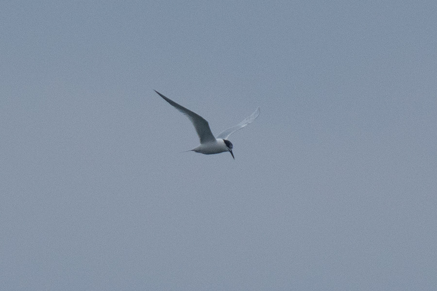 Sandwich Tern