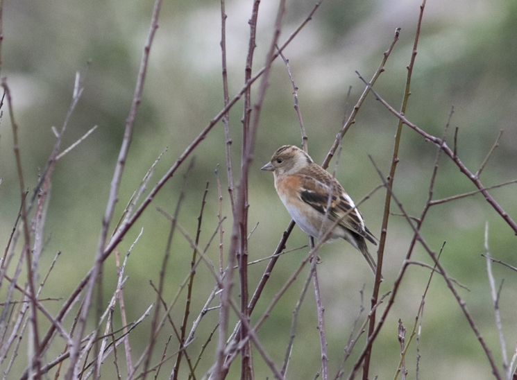 Brambling