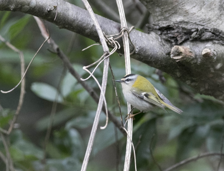 Common Firecrest