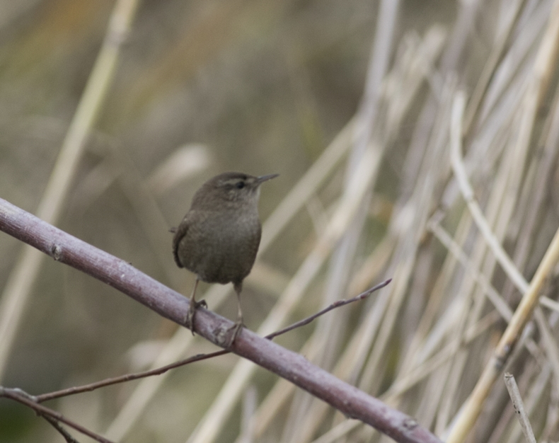Eurasian Wren