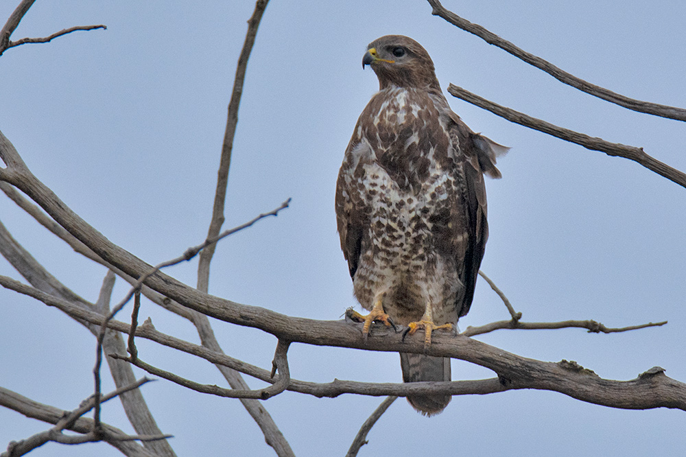 Common Buzzard