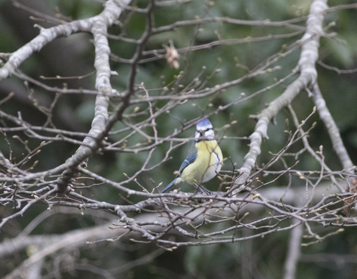 Eurasian Blue Tit