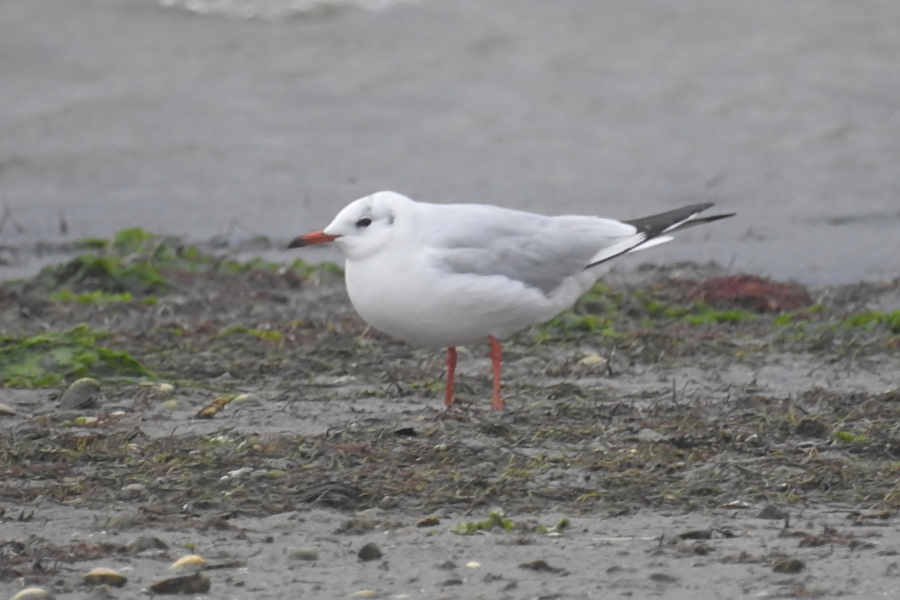 Black-headed Gull